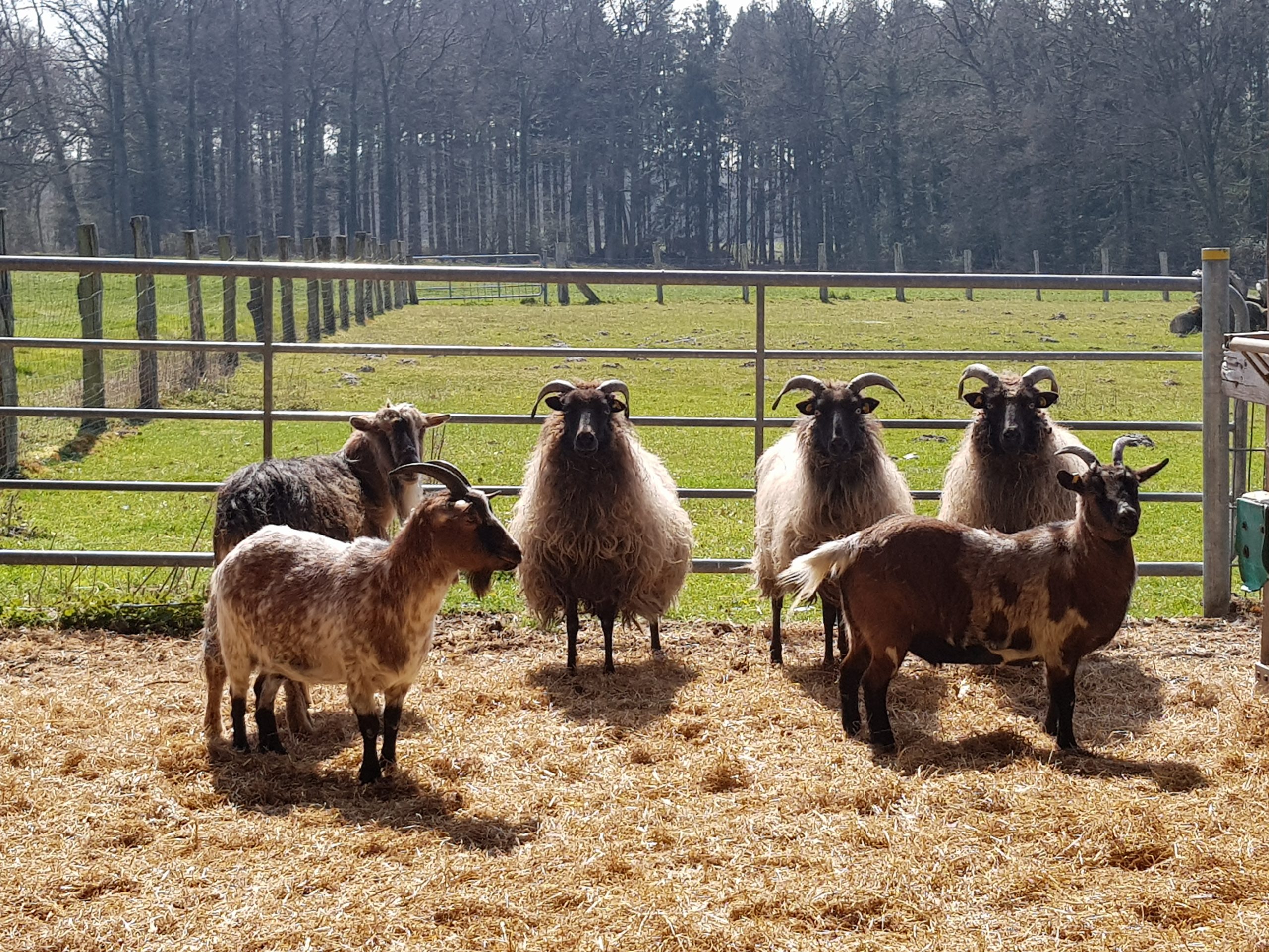Heidschnucken und Ziegen
