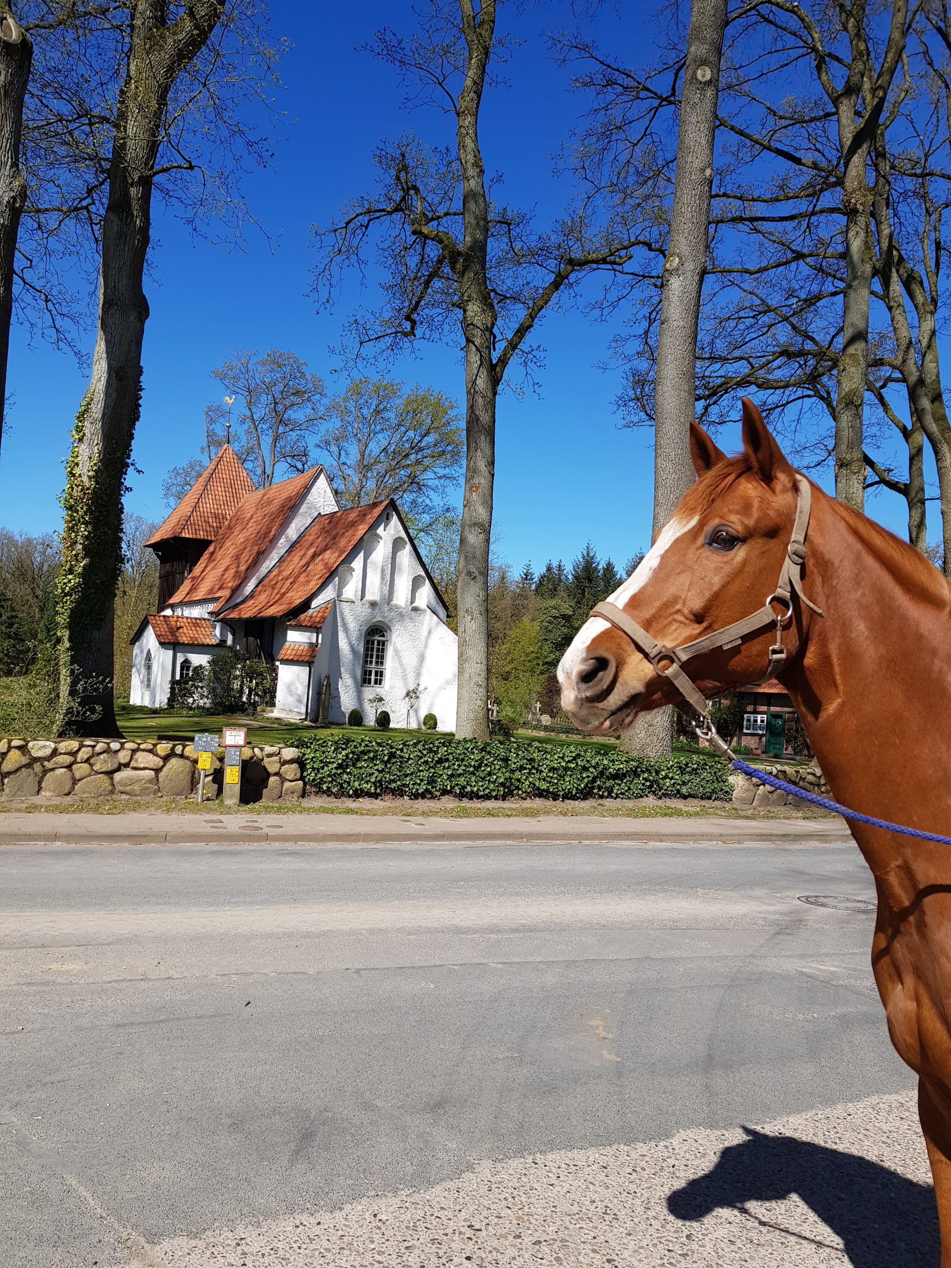 Rino neben der Meinerdinger Kirche