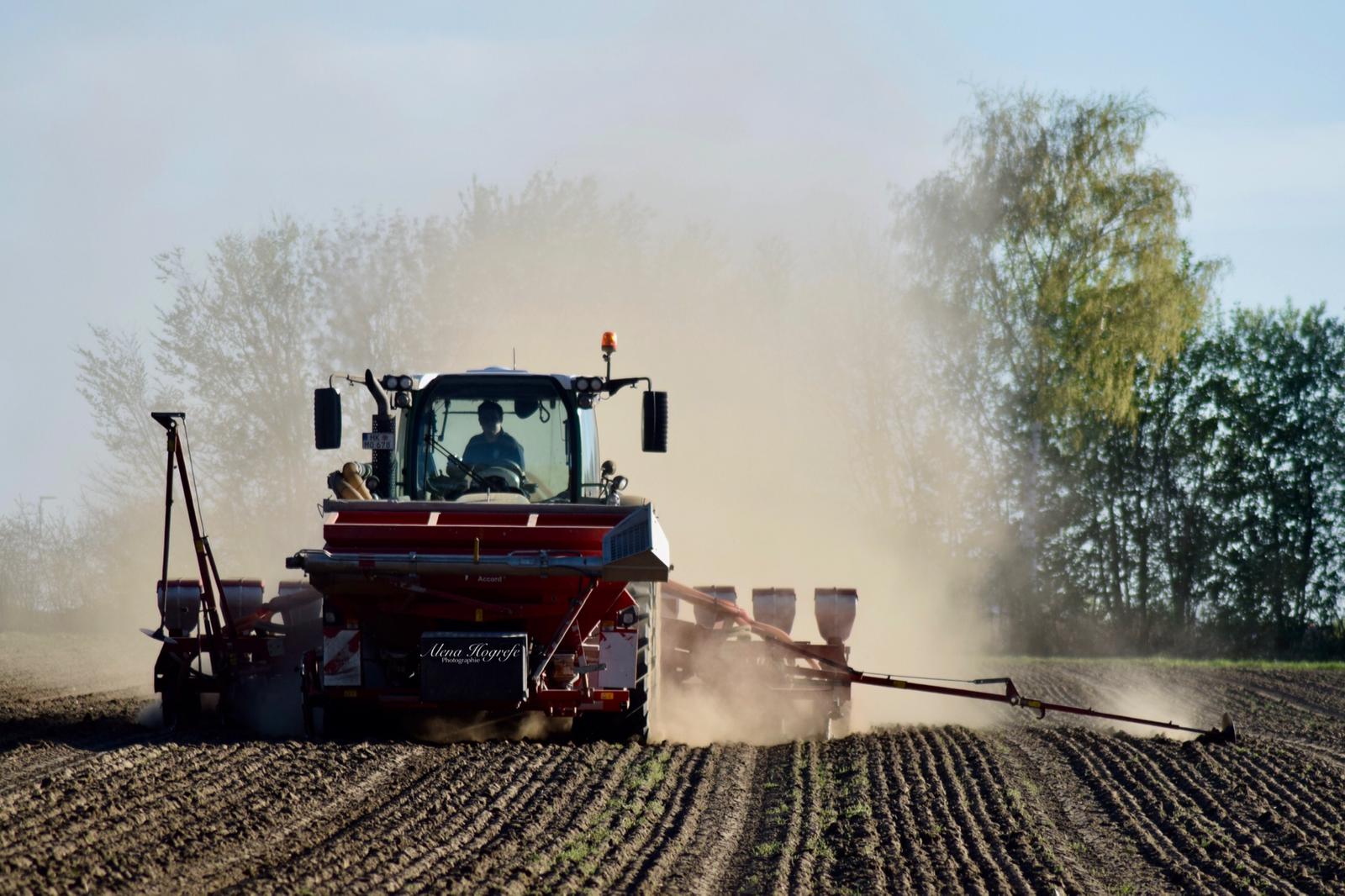 Zuckerrüben drillen