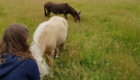 Pony und Esel
