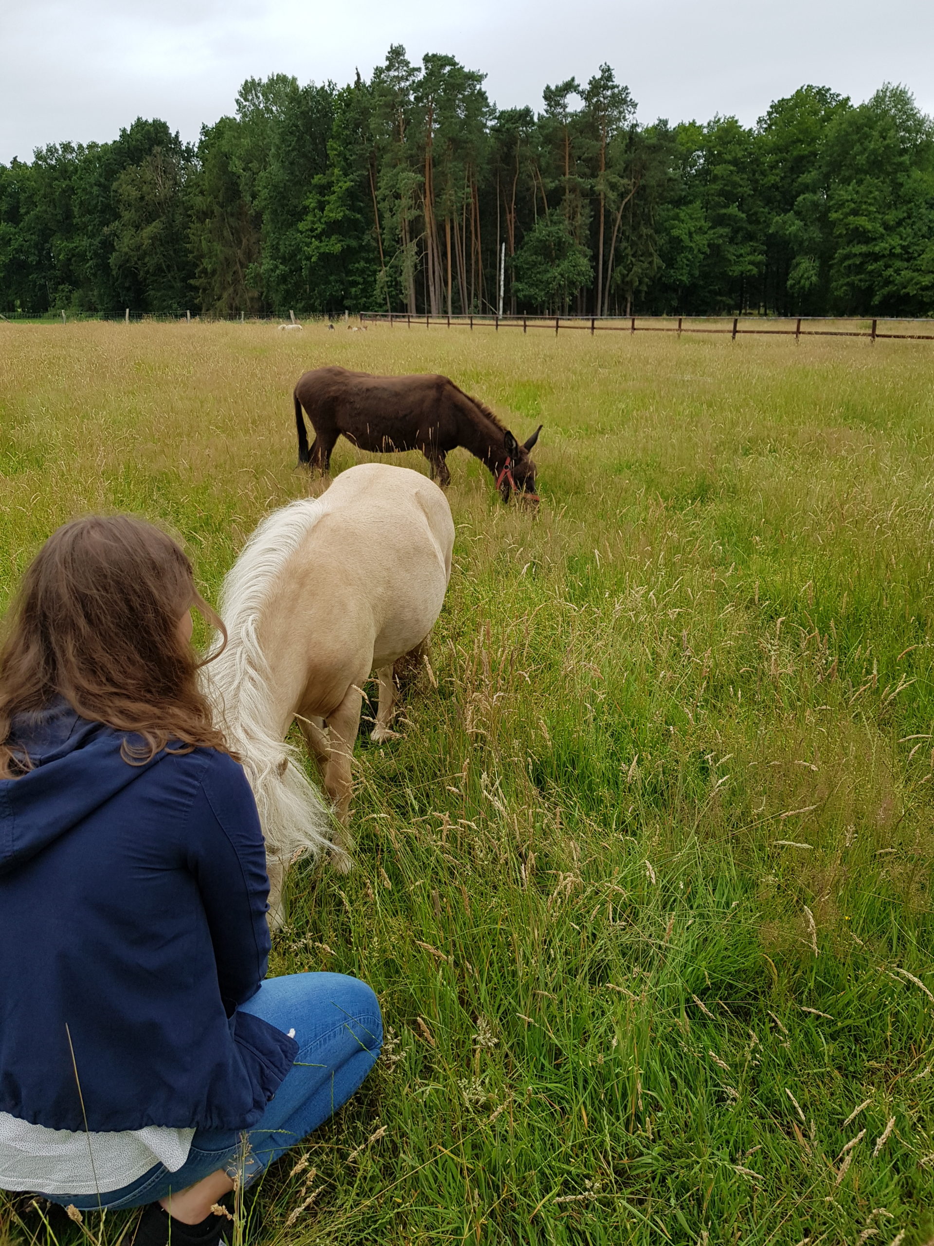 Pony und Esel