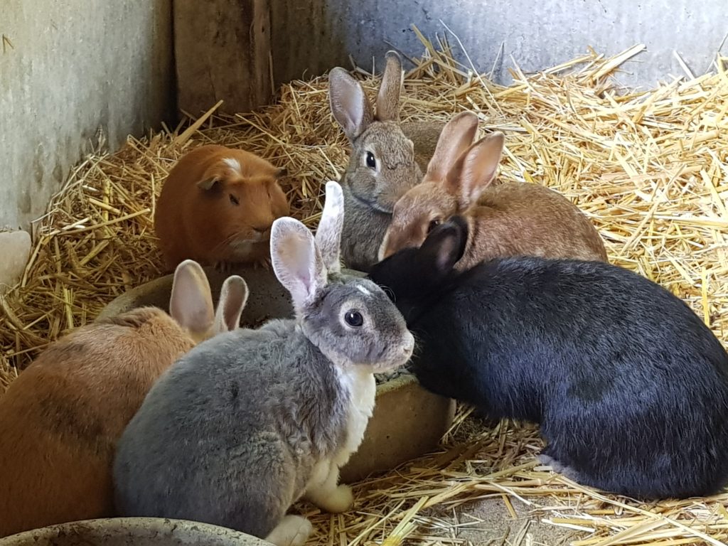 Kaninchen und Meerschweinchen